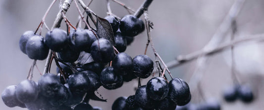 Health Benefits of Acai Berry